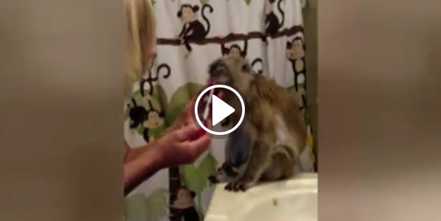 Bu maymun dişlerini fırçalatıyor!