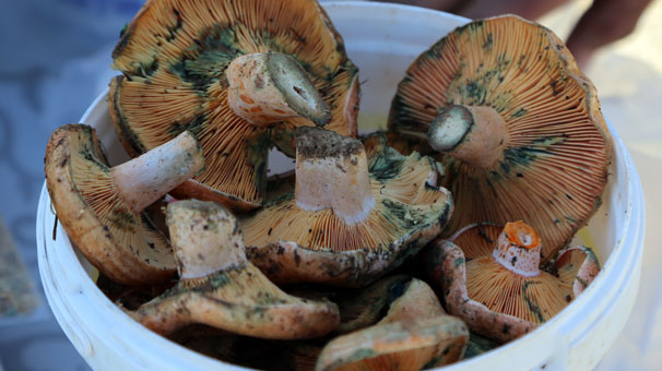 Bu mevsimde çıkınca bakan bir daha baktı