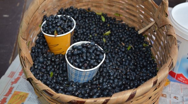 Bu meyve beyin fonksiyonlarını geliştiriyor