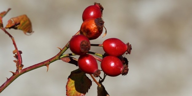 Bu meyve ve sebzeler her derde deva!