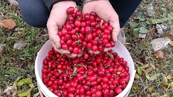 Bu meyve vücutta yağ bırakmıyor!