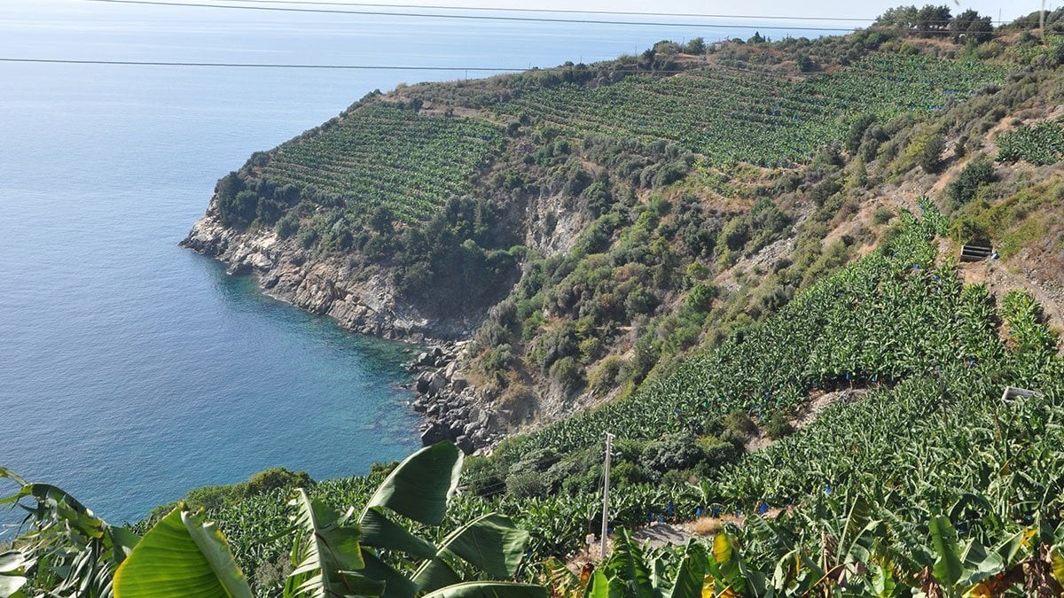 Bu meyvelerin üretimi derhal durdurulmalı: Türkiye'yi felakete sürüklüyor! Hiç kimse farkında değil, tehlike kapıda