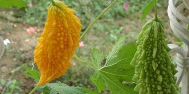 Bu meyvenin faydaları saymakla bitmiyor!