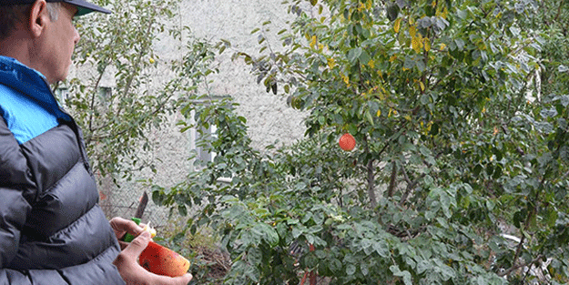 Bu meyvenin ‘gizemi’ çözülemiyor! Elma görünümlü ayva