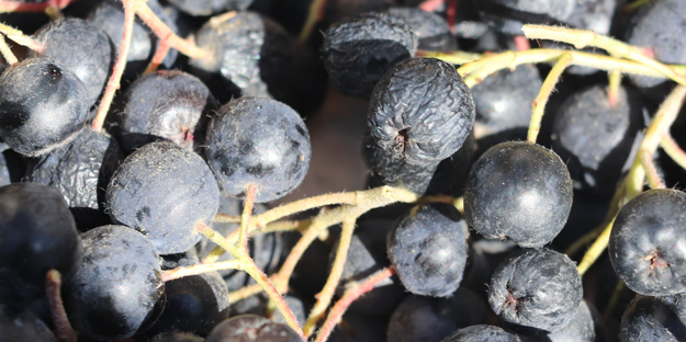 Bu meyvenin kilosu 250 liradan satıldı: Teker teker anlattı... Son hali şaşırttı, ortaya çıktı