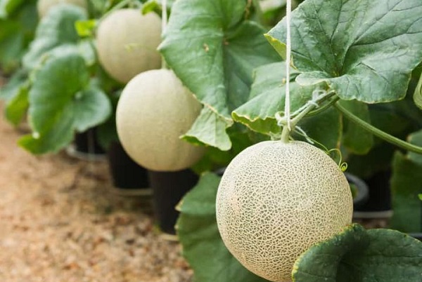 Bu meyvenin özelliği ne? Bu kavun tam 25 bin dolara satıldı