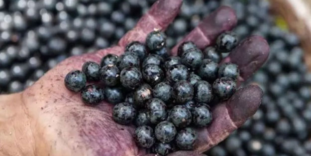 Bu meyveyi tüketenler hastane yüzü görmüyor