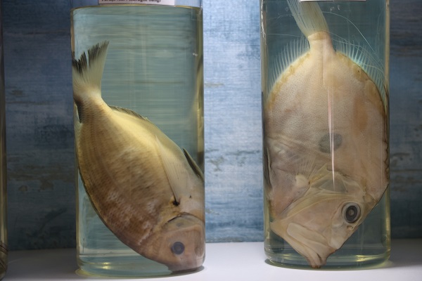 Bu müzeye ilgi çok yoğun