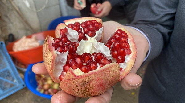 Bu narlar asırlık ağaçlarda yetişiyor