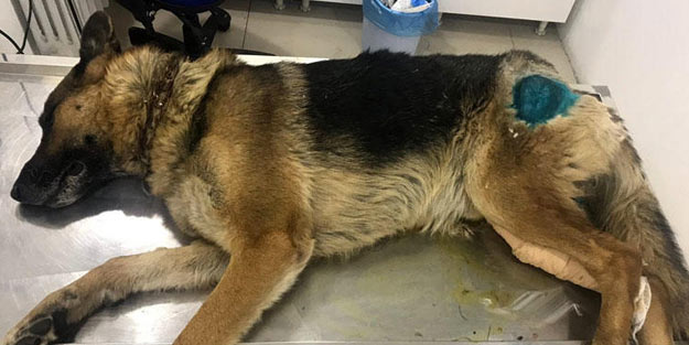 Bu nasıl bir canilik! Köpeği av tüfeğiyle vurdular
