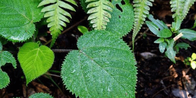 Bu nasıl bitki! Dokunan kendini vuruyor