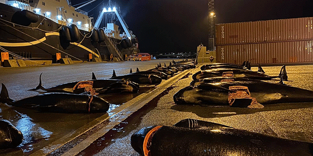 Bu nasıl festival! Zevk uğruna onlarca yunusu katlettiler