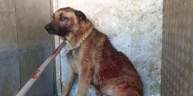 Bu nasıl insanlık! Cani adam köpeğe kurşun yağdırdı