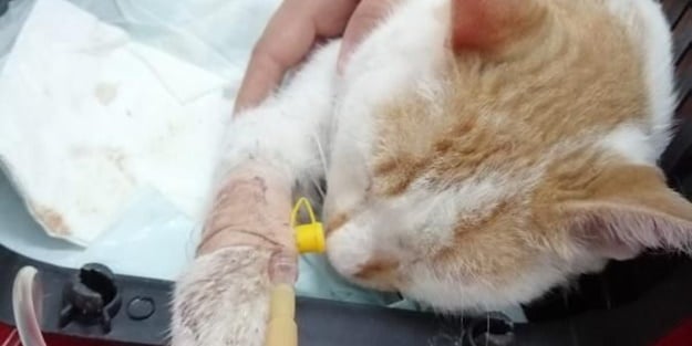 Bu nasıl insanlık! İşkence yapıp, kanıyla mermere yazı yazdılar