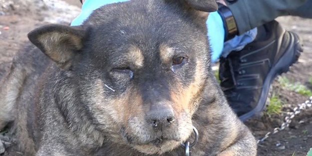 Bu nasıl insanlık! Komşusunun köpeğini döverek öldürdü