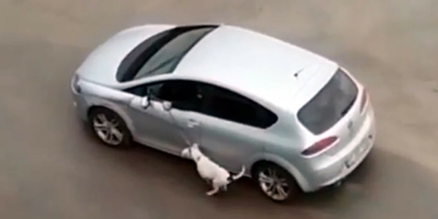 Bu nasıl insanlık! Köpeğe işkence eden adamdan pişkin savunma