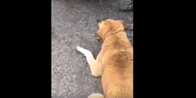 Bu nasıl insanlık! Köpeği otomobilinin arkasına bağlayıp yerde sürükledi