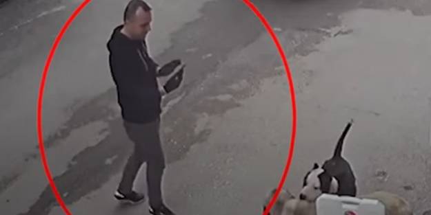 Bu nasıl insanlık! Pitbull cinsi köpeğini saldırtıp video çekti
