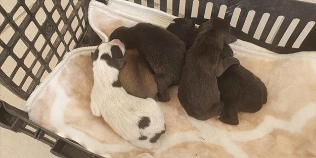 Bu nasıl insanlık! Yavru köpekleri poşete koyup çöpe attılar