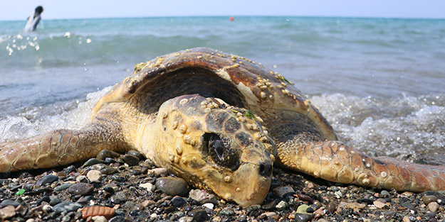 Bu nasıl vicdansızlık! 80 yaşındaki caretta carettanın kafasına çekiçle vurdular
