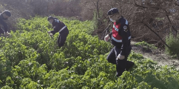 Bu operasyon için Jandarma 1 hafta pusuda yattı! Tam 17 bin 660 kök