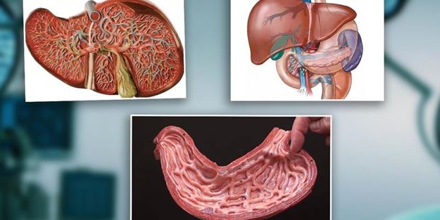 Bu organlar olmadan da yaşamınızı sürdürebilirsiniz