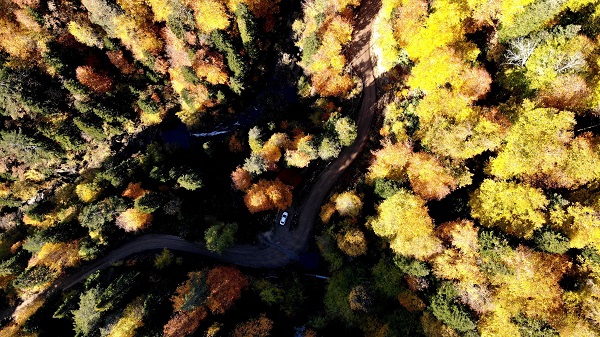 Bu ormanlara 3 ay boyunca girmek yasak