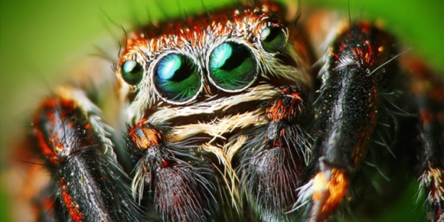 Bu örümceğin 8 gözü var!