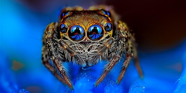Bu örümceklere bakmaktan kendinizi alamayacaksınız!