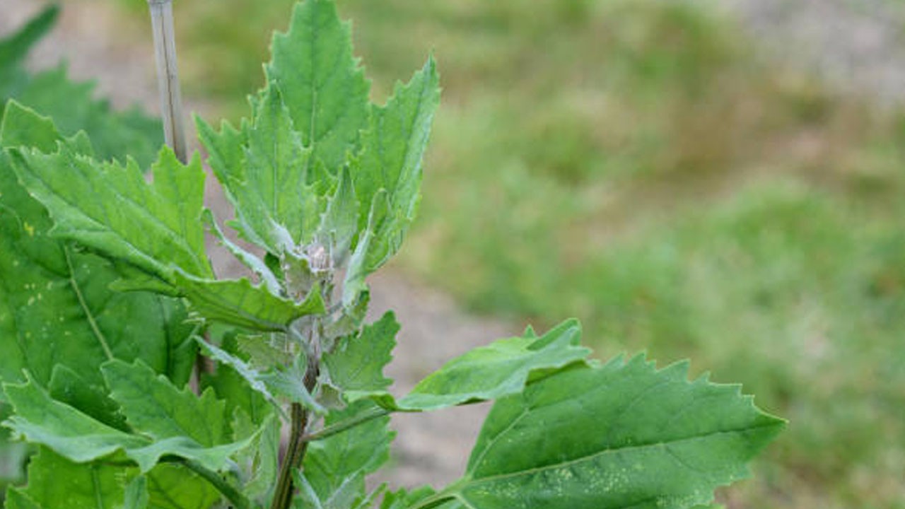 Bu otu sakın atma! Faydaları inanılmaz: limon ve eytinyağı gibi şeylerde, hamilelikte