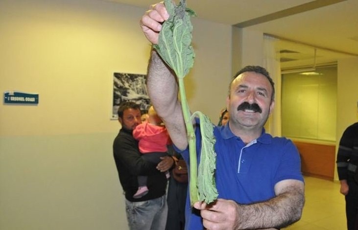 Bu otu yiyen hastanelik oldu!