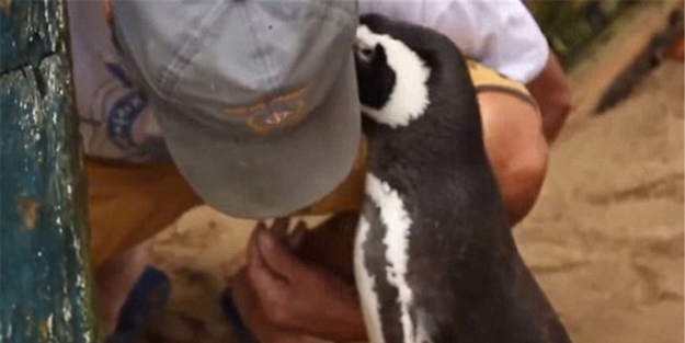 Bu penguen sizi çok şaşırtacak!