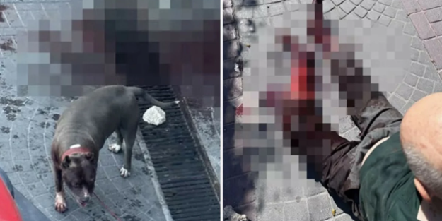 Bu rezaleti itperestlerin gözüne sokun! Bakırköy'de başıboş pitbull dehşeti