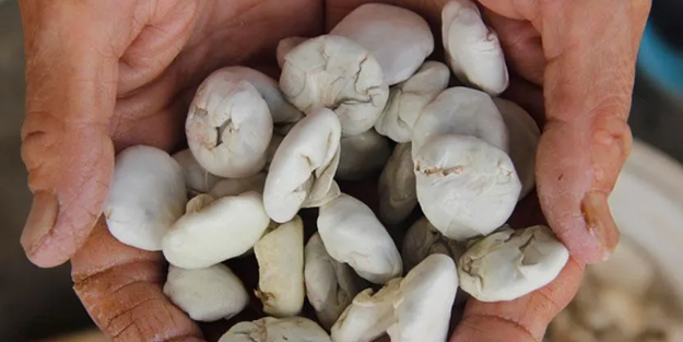 Bu sakız çok ama çok farklı! Her derde deva... Kilosu 2 bin 500 lira