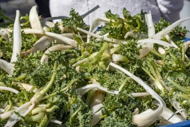 Bu sakızın şifasını bilen çiğniyor! Bunu duyan hemen apar topar markete koşacak: Doğunun gözdesi kenger bitkisinin öyle bir faydası var ki…