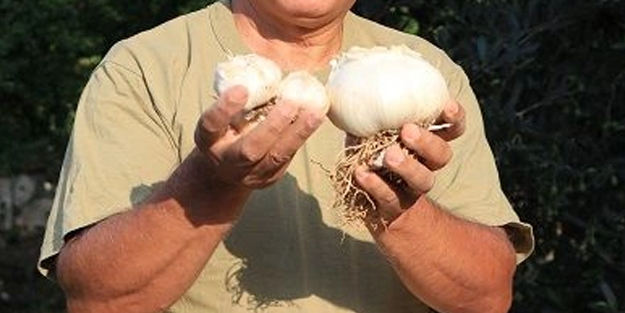 Bu sarımsağı gören bir daha bakıyor!