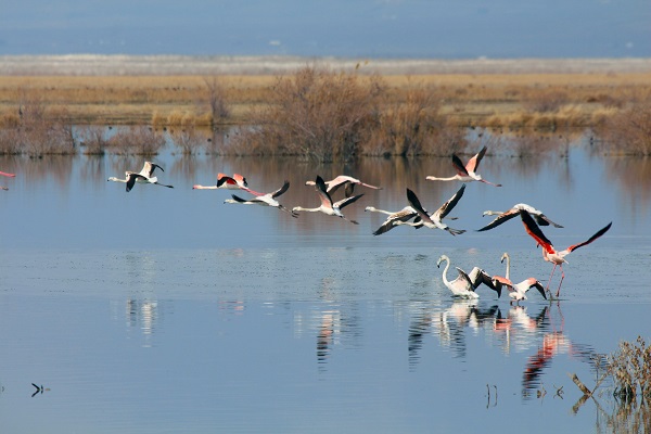 Bu sazlık göçmen kuşlar için 