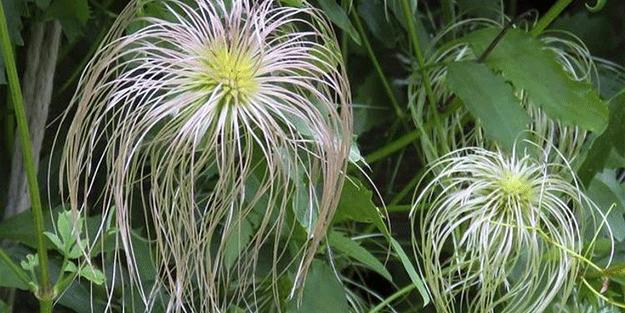 Bu sebze vücuda adeta reset atıyor, baştan aşağı temizliyor!