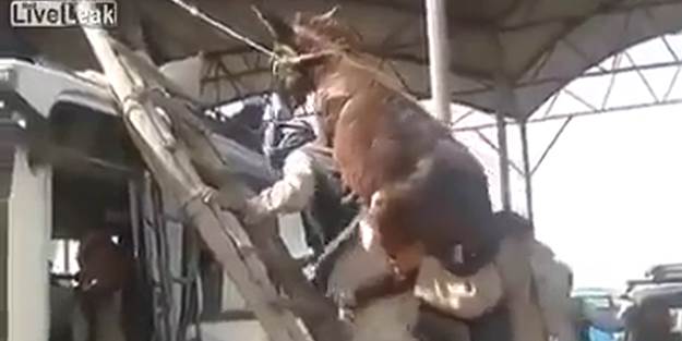 Bu sefer adam eşeğe değil, eşek adama bindi