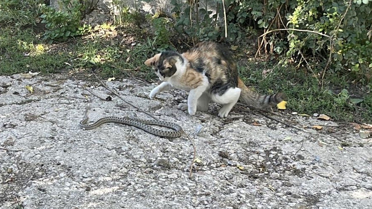 Bu sefer av avcı oldu! Kedi yılanı bakın nasıl öldürdü