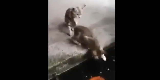 Bu sefer balık kediyi yuttu!