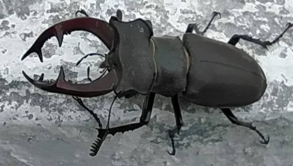 Bu sefer de Kırklareli’de ortaya çıktı 