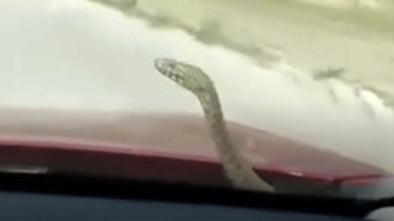 Bu sefer kedi değil: Aracın kaputundan bakın ne çıktı!