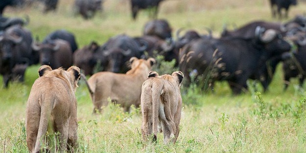 Bu sefer kim kazanacak? - FOTO