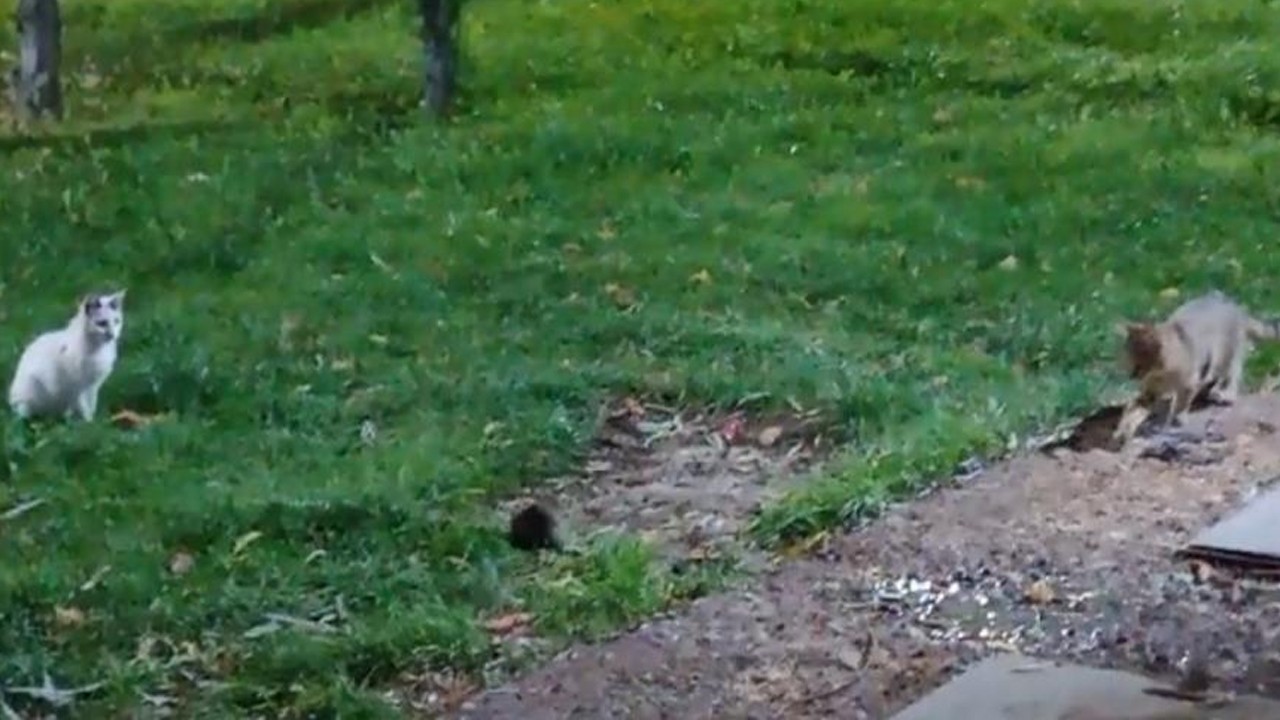 Bu sefer roller değişti! Fare kedileri kovaladı