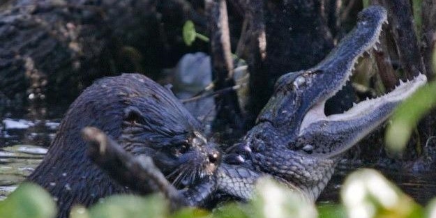 Bu sefer su samuru timsaha saldırdı!