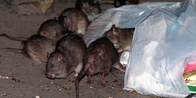 ABD'yi fareler bastı, halk şokta!
