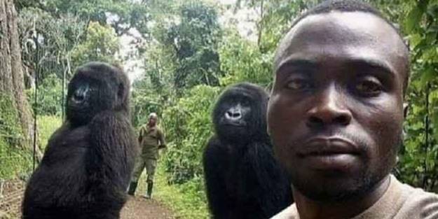 Bu selfie ile meşhur olan goril öldü