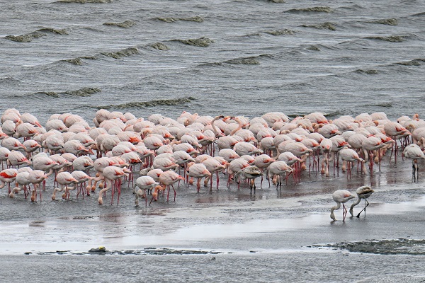 Bu sene bazı kuşlar göç etmeyi unuttu