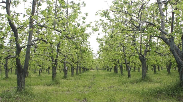 Bu sene meyve bolluğu yaşanacak